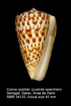 Conus pulcher (2).jpg - Conus pulcherLightfoot,1786
